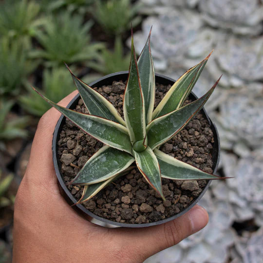 Agave Snow Glow