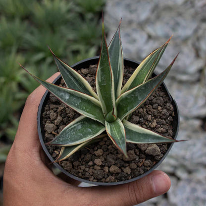 Agave Snow Glow