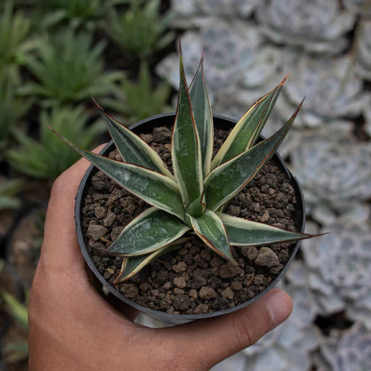 Agave Snow Glow