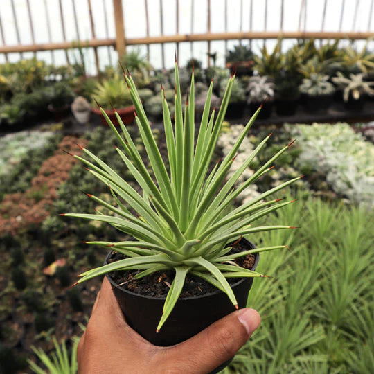 Agave Stricta Nana