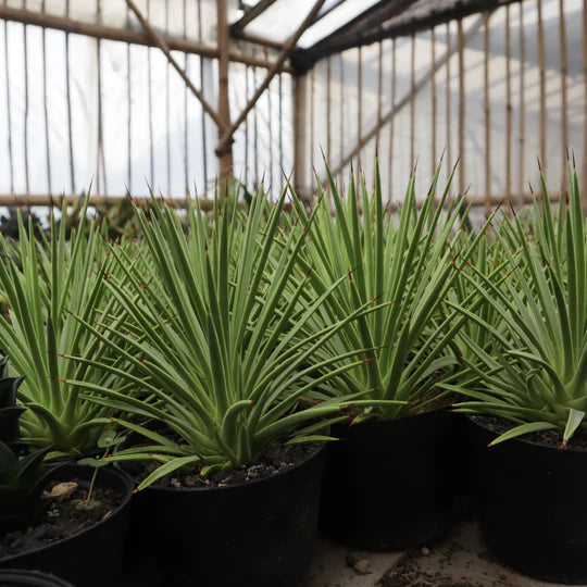 Agave Stricta Nana