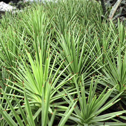 Agave Stricta Nana