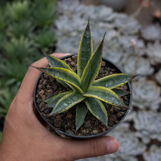 Agave Sun Glow