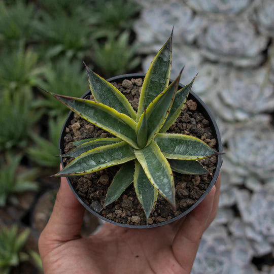 Agave Sun Glow