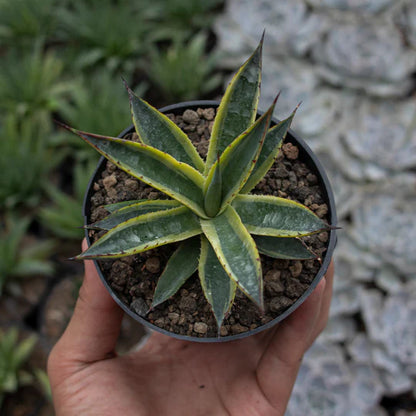 Agave Sun Glow