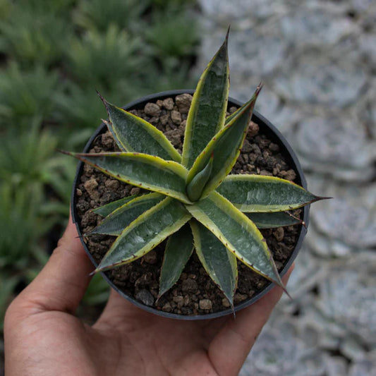 Agave Sun Glow