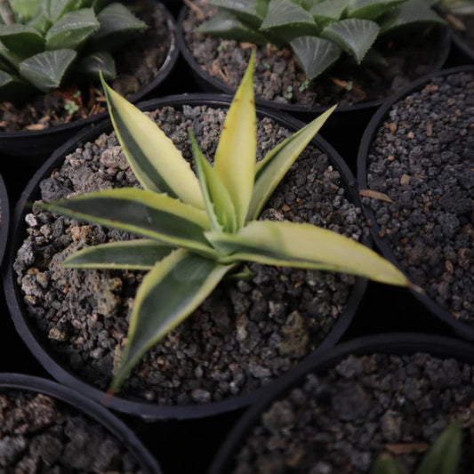 Agave Sun Glow Variegated Sectoral