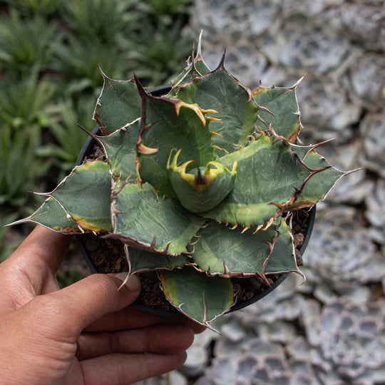 Agave Titanota Banana Feel