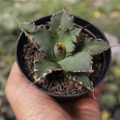 Agave Titanota Dwarf