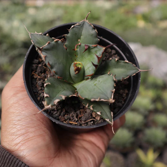 Agave Titanota Dwarf