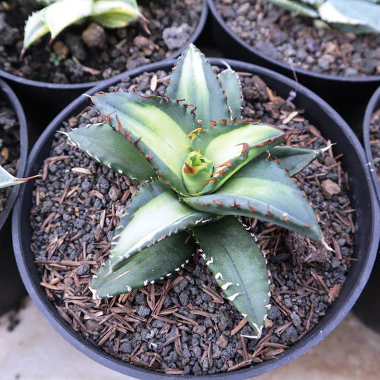 Agave Titanota Solar Eclipse