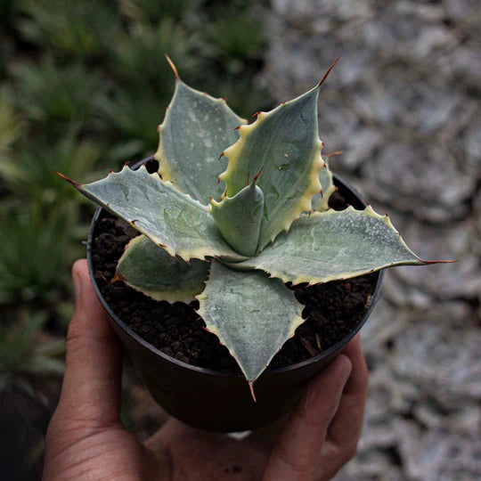 Agave Versafelti