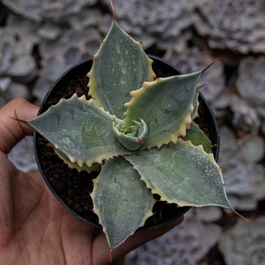 Agave Versafelti