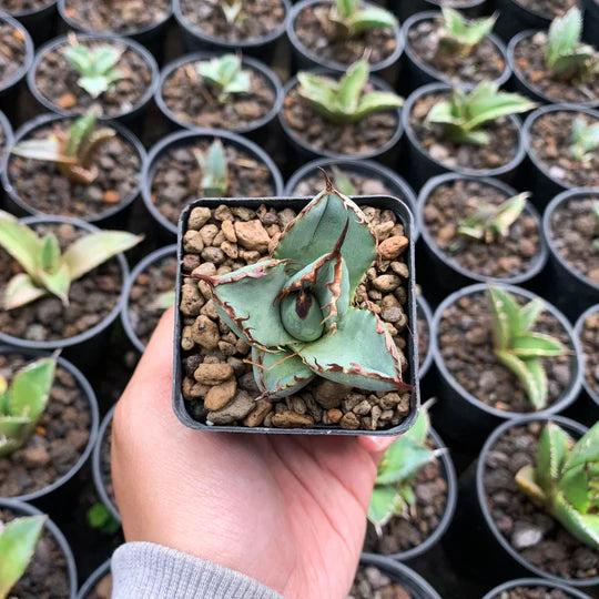 Agave asuramaru