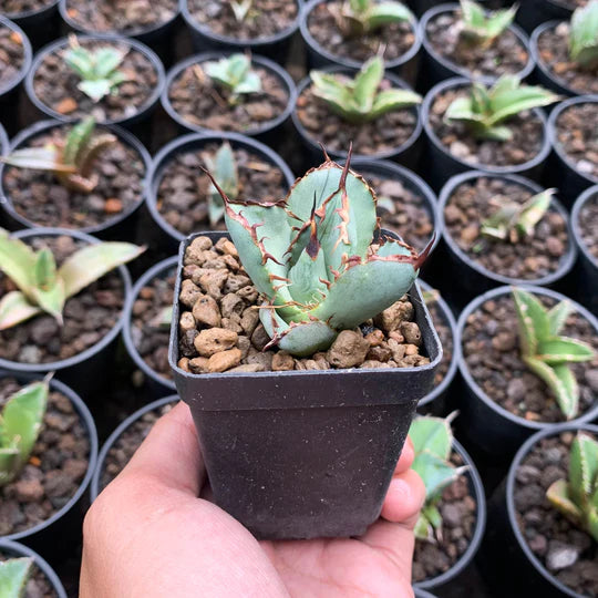 Agave asuramaru