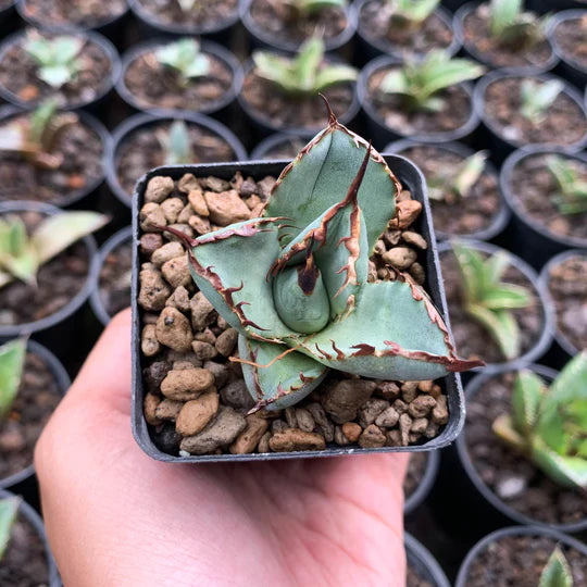 Agave asuramaru