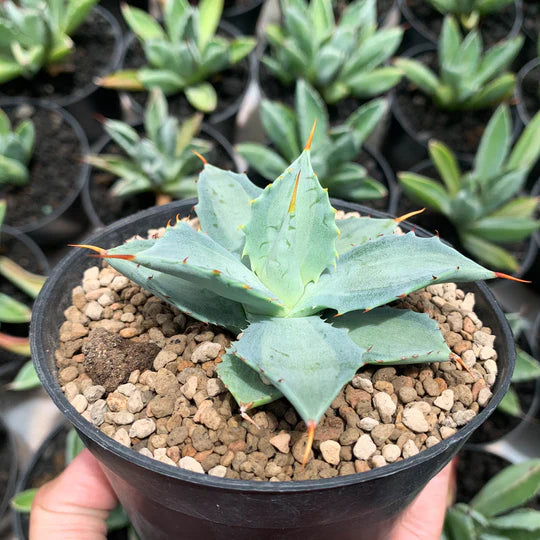 Agave becky