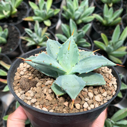 Agave becky