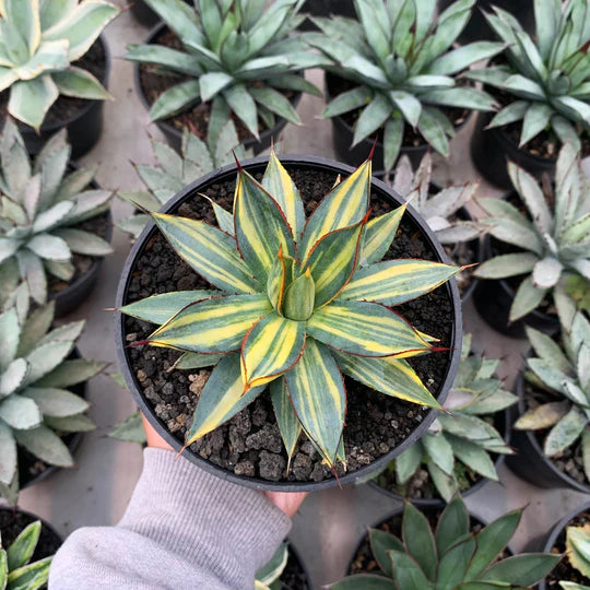 Agave burgudy variegated