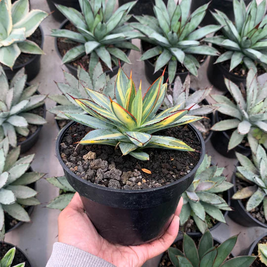 Agave burgudy variegated