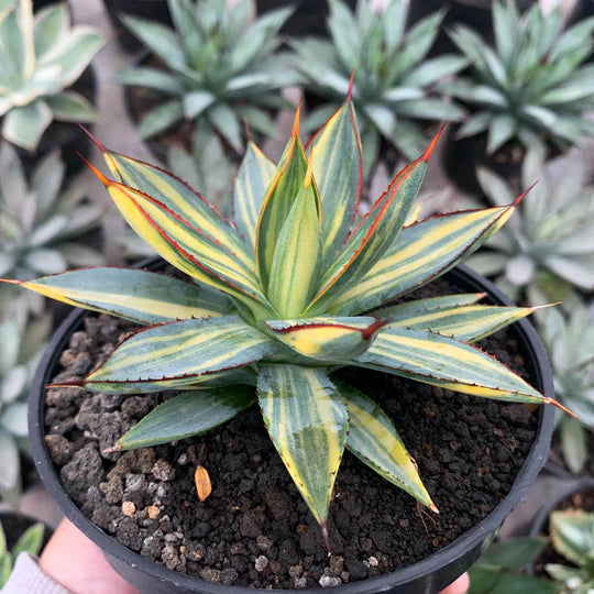 Agave burgudy variegated