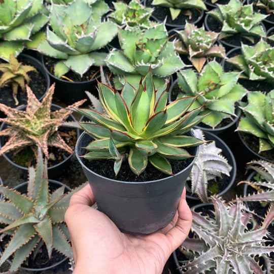 Agave burgundy marginata