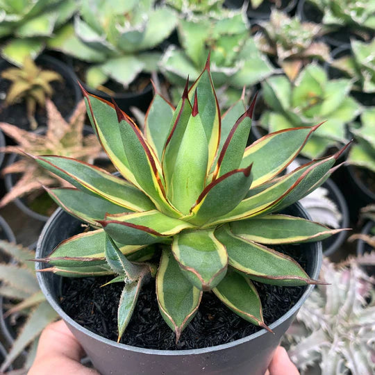 Agave burgundy marginata