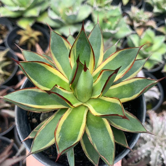 Agave burgundy marginata