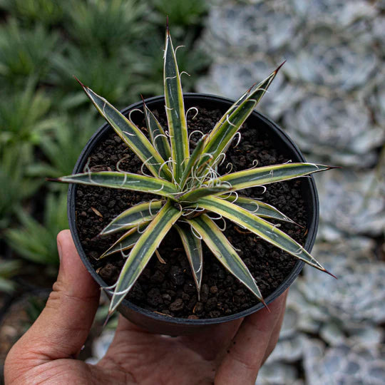 Agave leopoldy Variegated