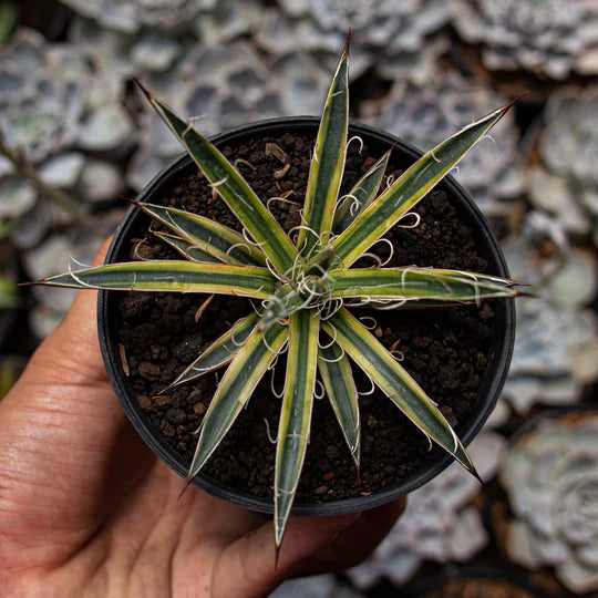 Agave leopoldy Variegated