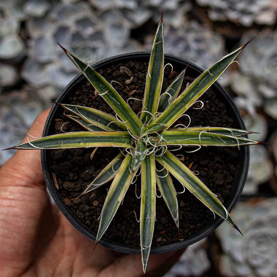 Agave leopoldy Variegated