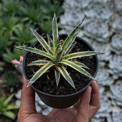 Agave leopoldy Variegated