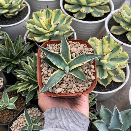 Agave scabra variegated