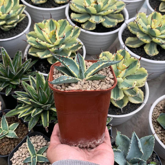 Agave scabra variegated