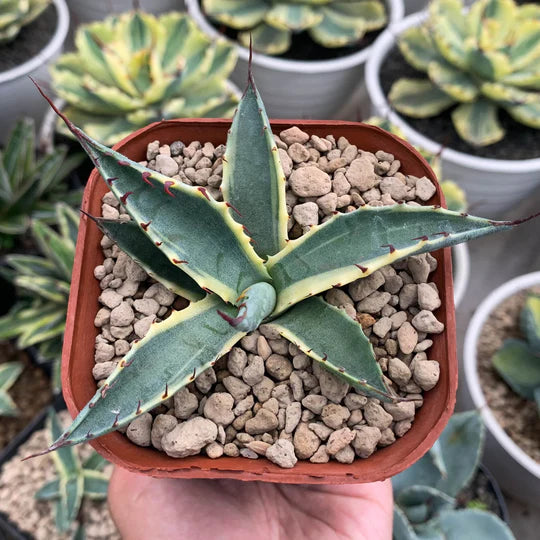 Agave scabra variegated