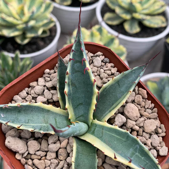 Agave scabra variegated