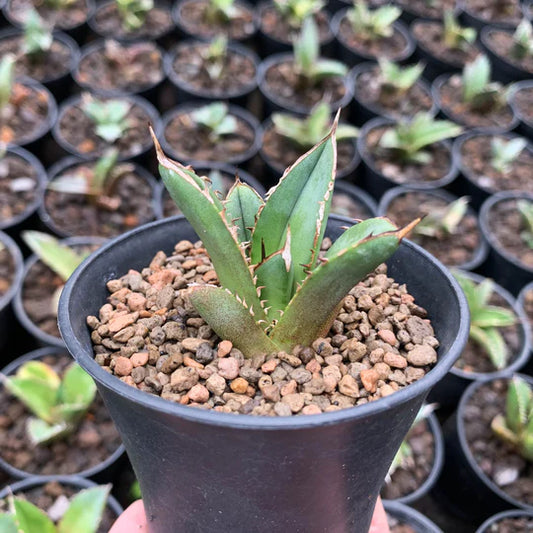 Agave tower of babel