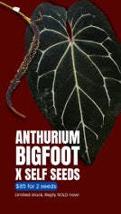 Frø: Anthurium Bigfoot x self