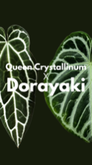 Frø: Anthurium Queen Crystallinum x Dorayaki