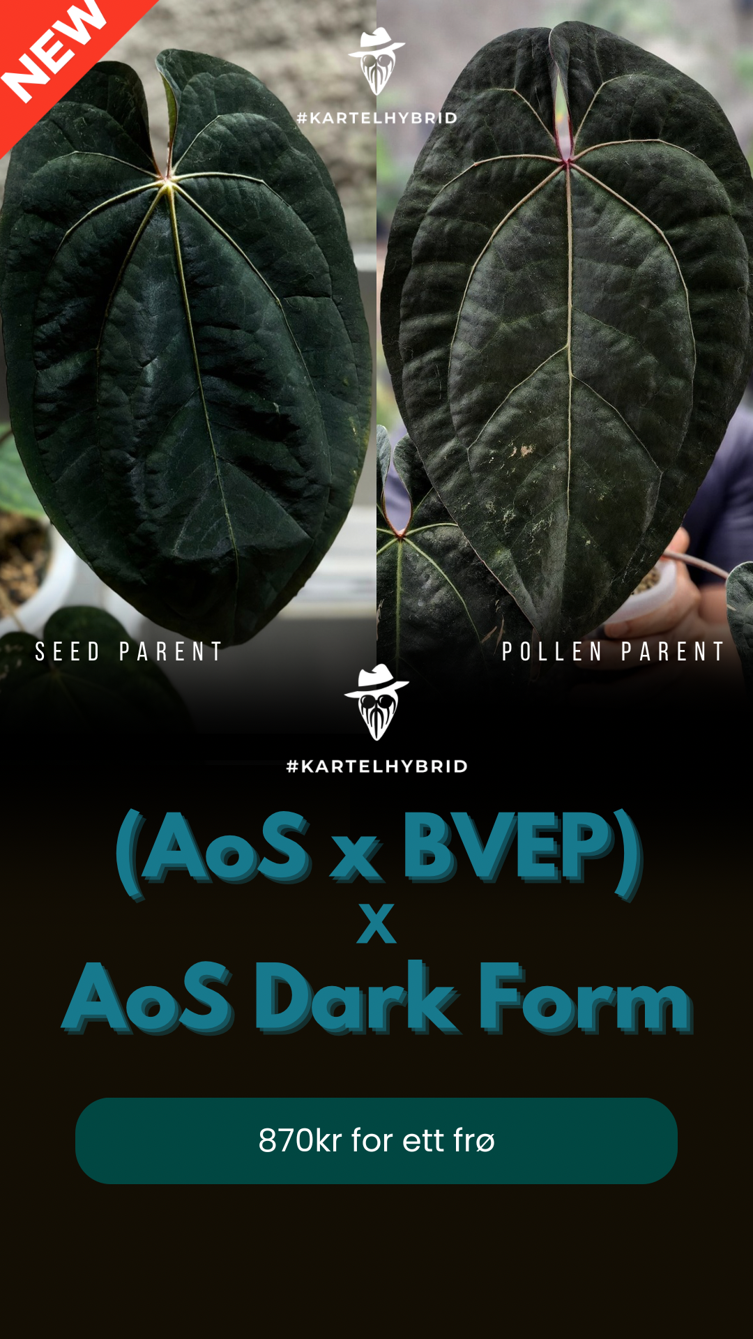 Frø: (Ace of Spades x BVEP) x Ace of Spades Dark Form (Tezula)