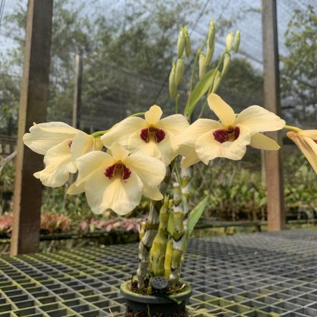 Dendrobium albosanguineum