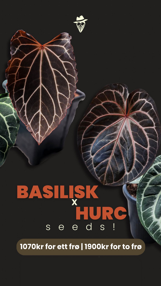 Frø: Basilisk x HURC