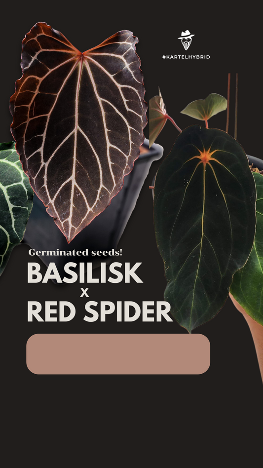 Frø: Basilisk x Red Spider