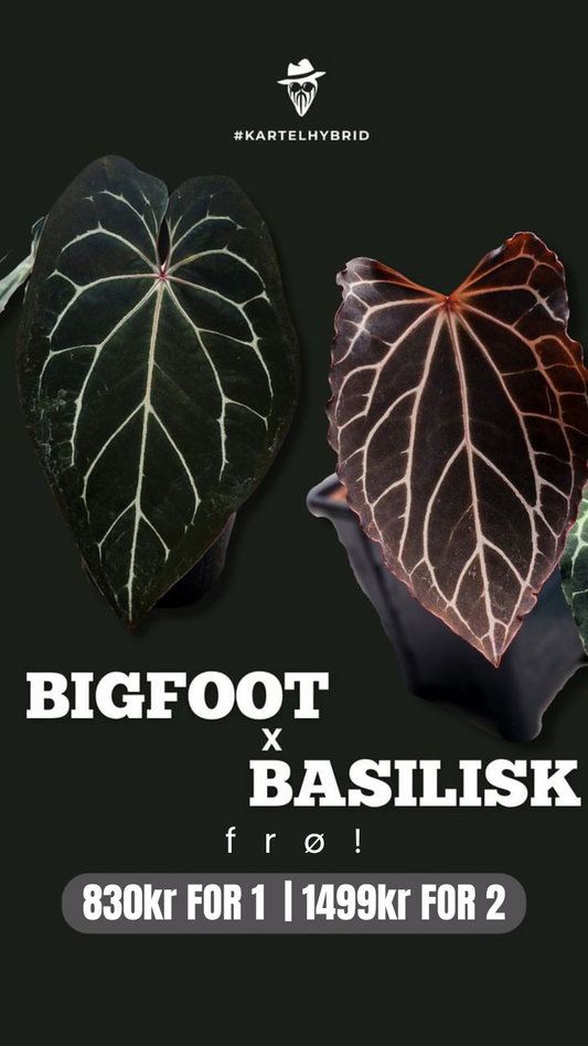 Frø: Bigfoot x Basilisk
