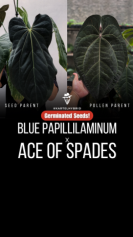 Frø: Blue Papillilaminum x Ace of Spades