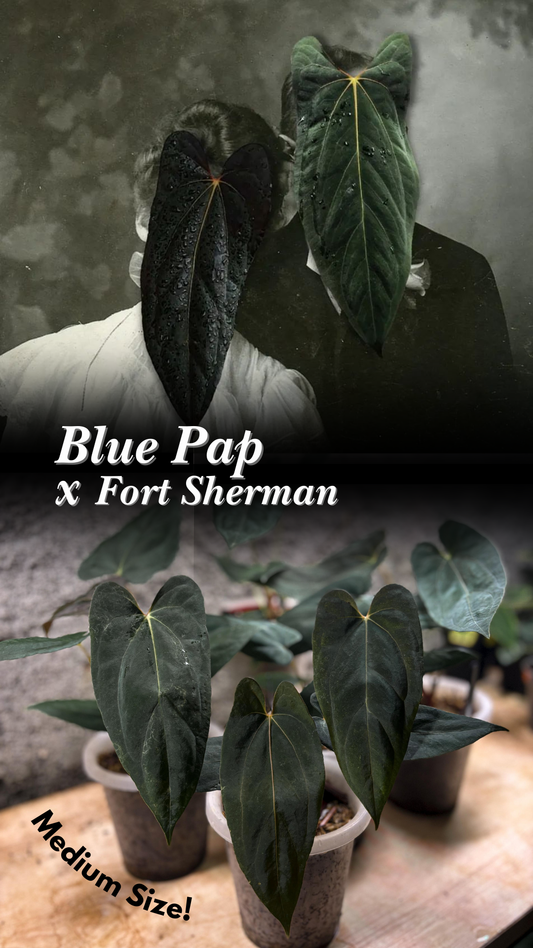 Blue Papillilaminum x Fort Sherman