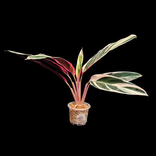 Calathea stromanthe