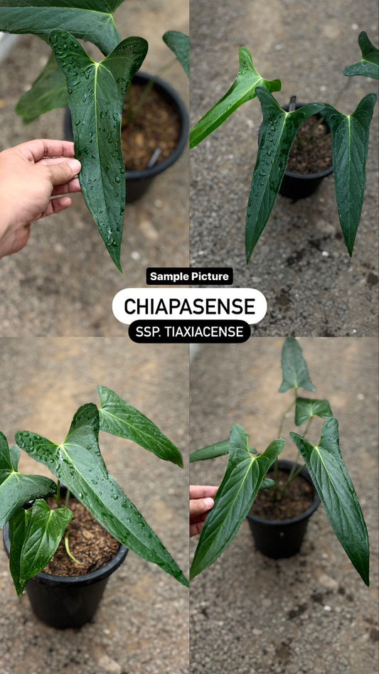 Chiapasense ssp. Tiaxiacense