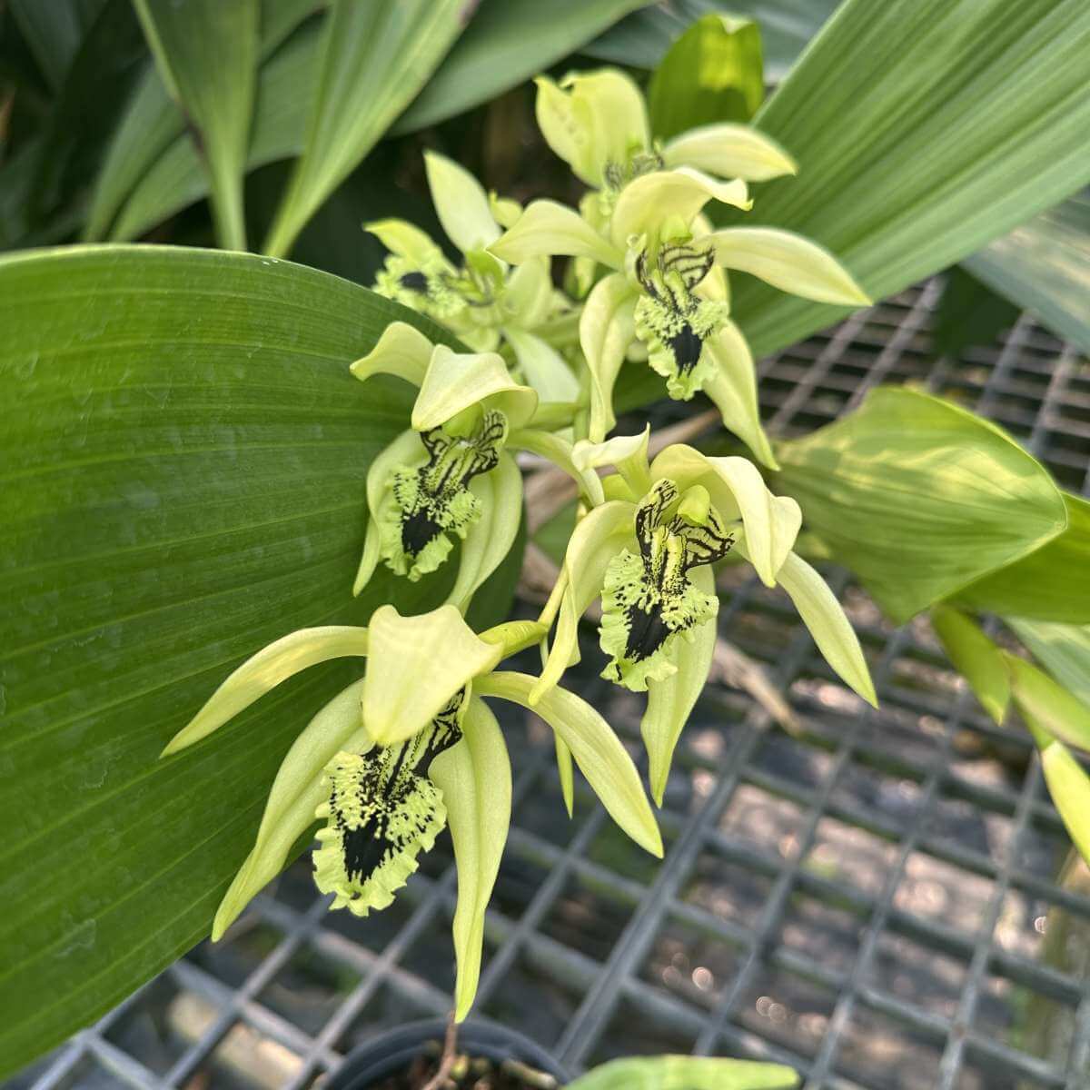 Coelogyne pendurata