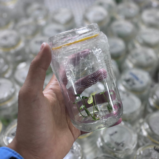 Alocasia sinuata Variegata - Tissue culture